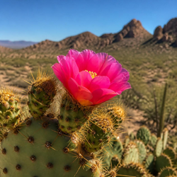 BAJA CACTUS BLOSSOM