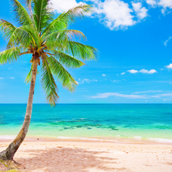 SPICED FIJI