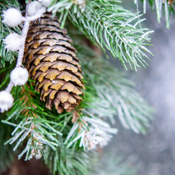 SUGAR PINE &amp; PATCHOULI